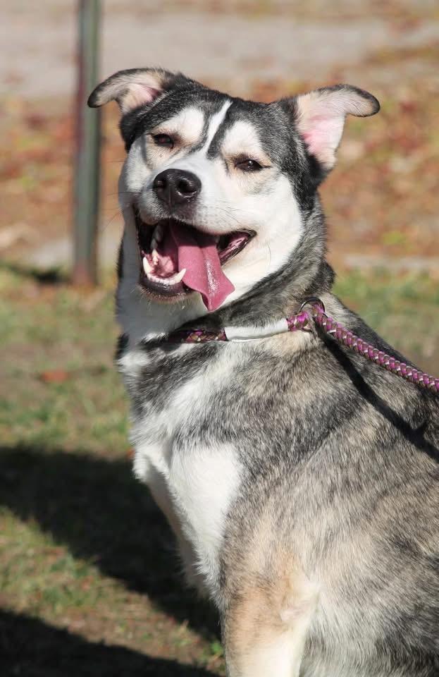 Enlarge SNOW, a ADOPTABLE mixed breed in Wyandotte, MI image 2/4