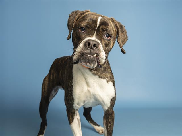 Enlarge ROCKY ROAD, a Adoptable Boxer in Phoenix, AZ image 1/1