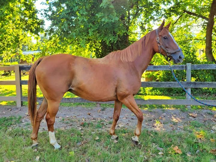 Enlarge Compel, a Adoptable Thoroughbred in Huntington, WV image 1/1