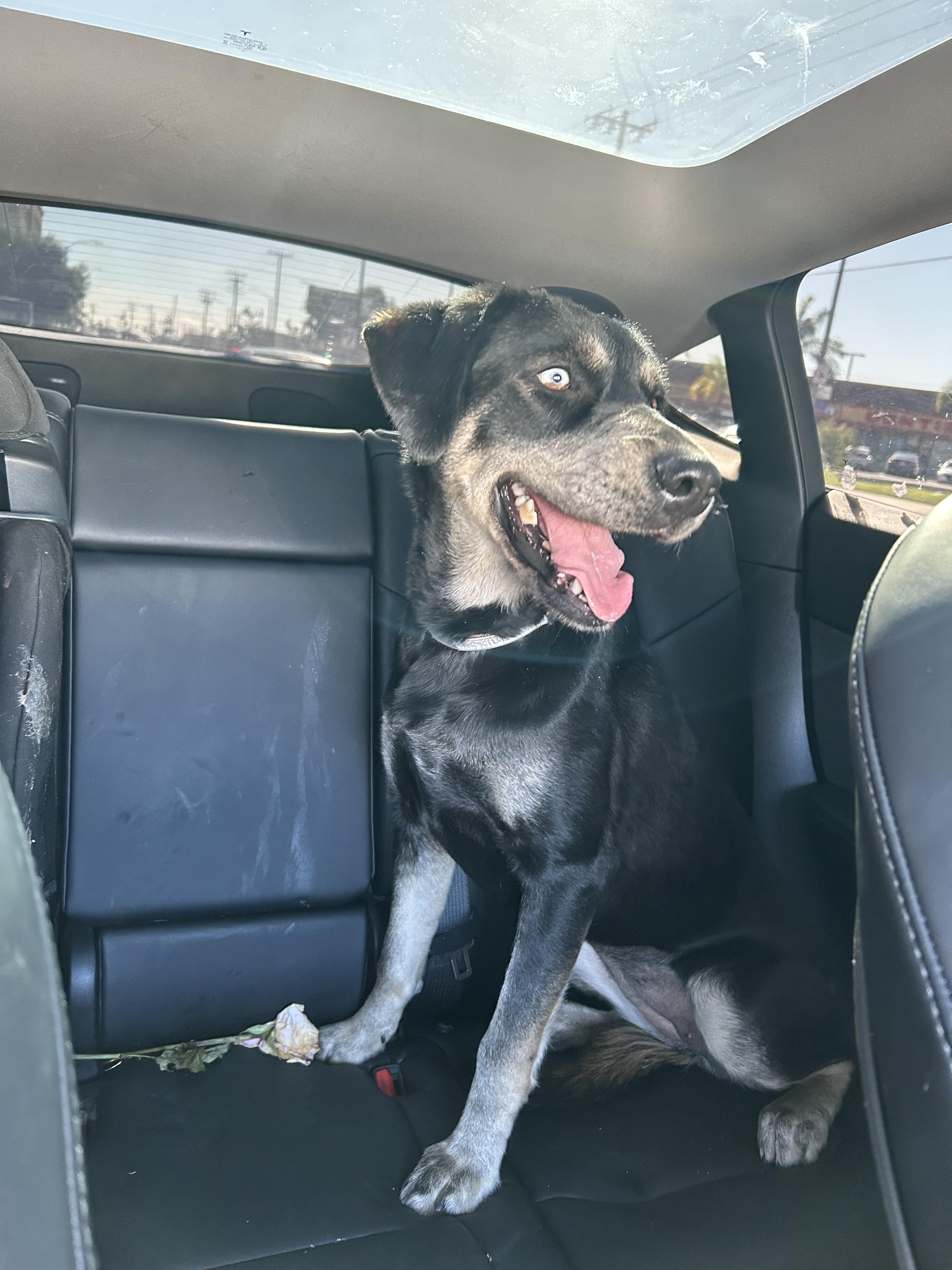 Enlarge Xena, a ADOPTABLE mixed breed in Whittier, CA image 4/6