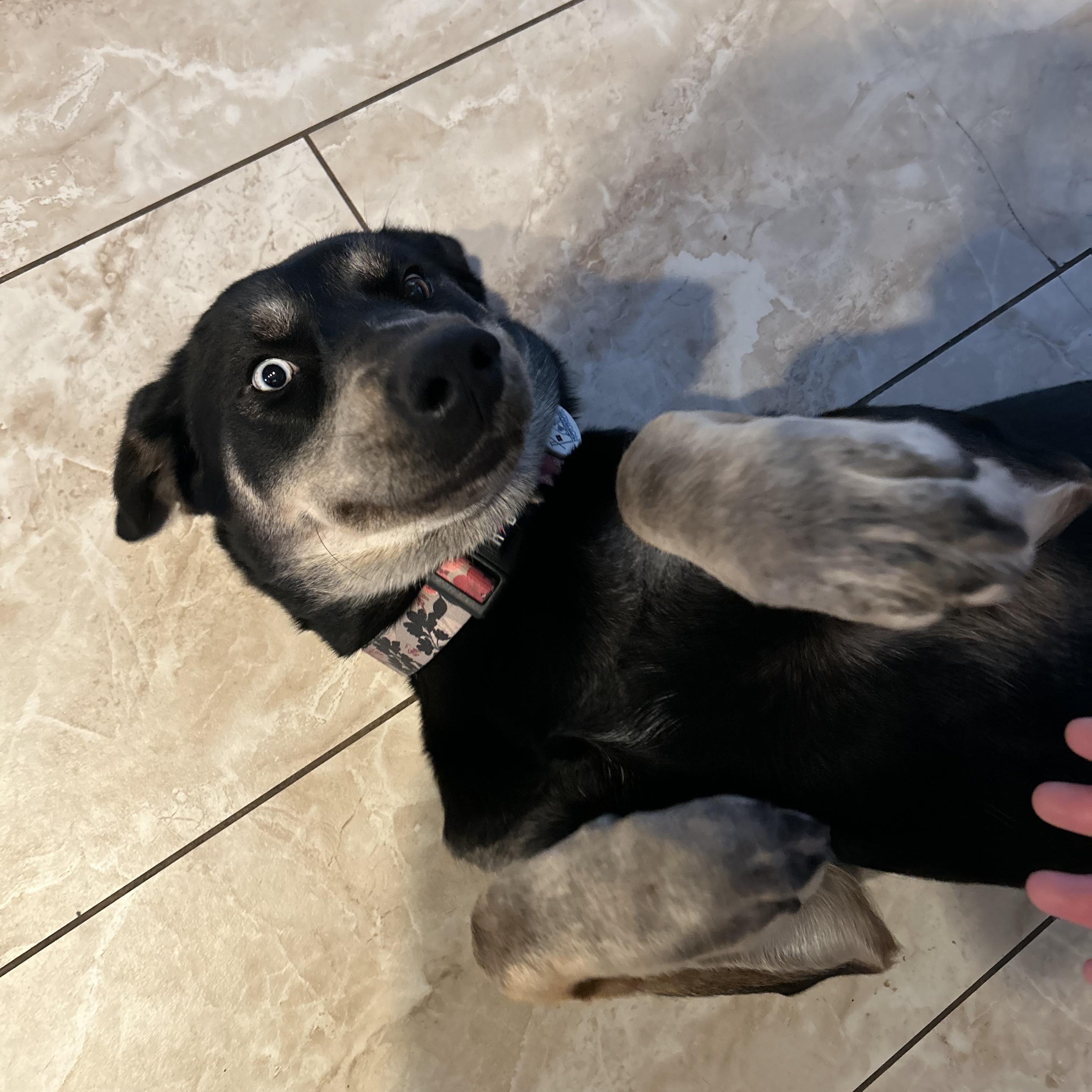 Enlarge Xena, a ADOPTABLE mixed breed in Whittier, CA image 3/6