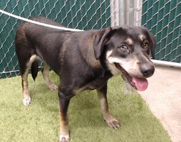 Xena, ADOPTABLE, Young Female Black Labrador Retriever & German Shepherd Dog.