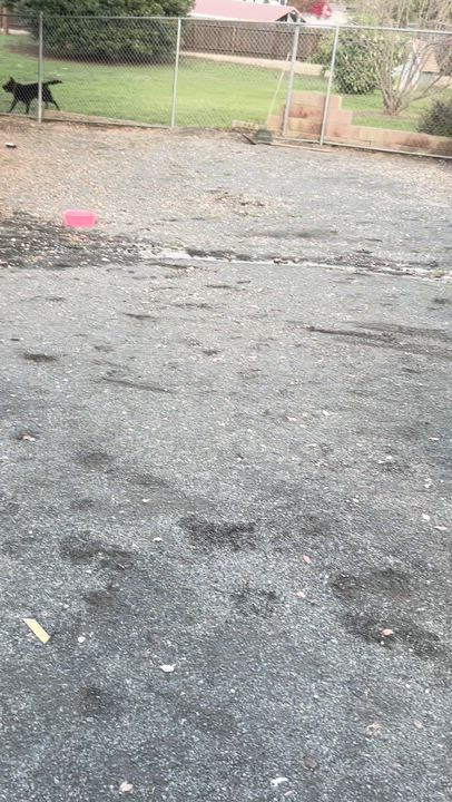 Enlarge Xena, a ADOPTABLE mixed breed in Whittier, CA video 6/6