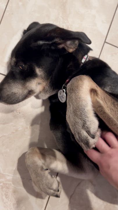 Enlarge Xena, a ADOPTABLE mixed breed in Whittier, CA video 5/6