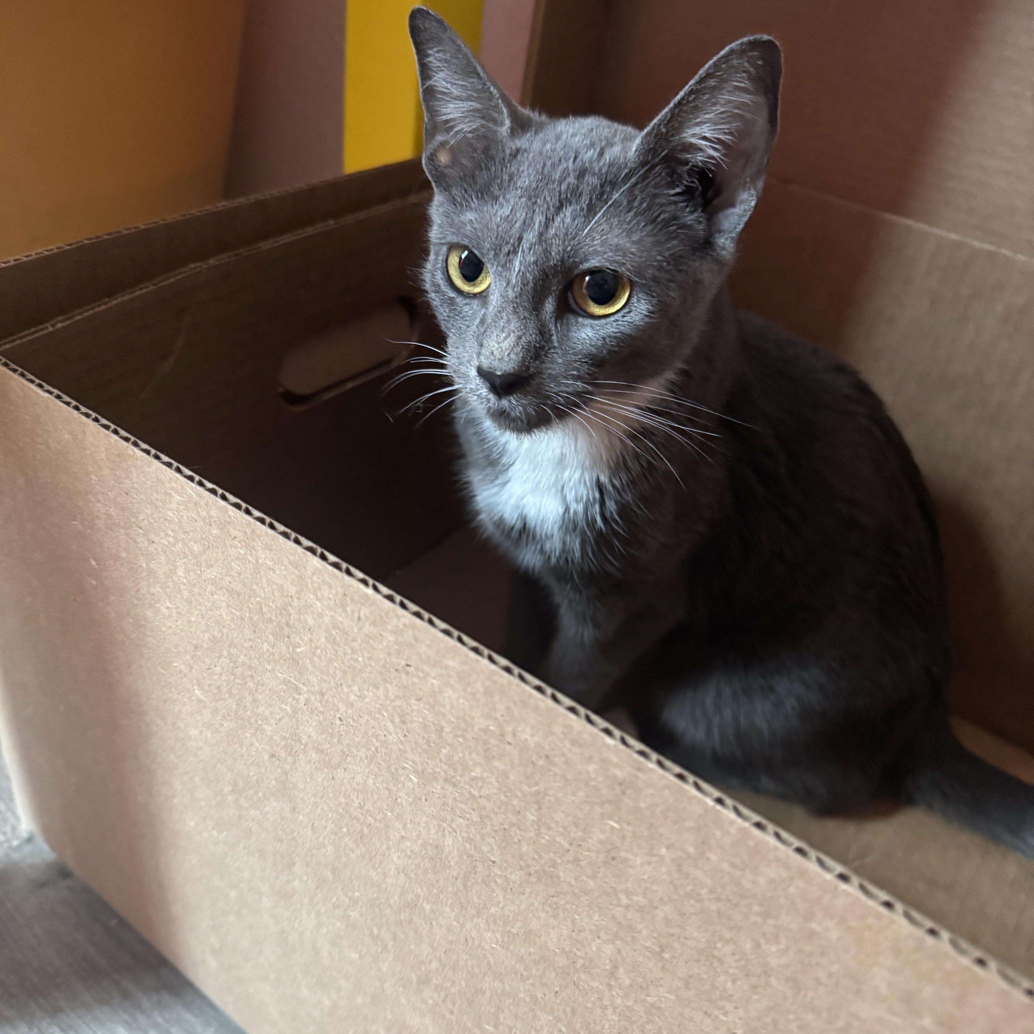 Enlarge Luna, a Adoptable mixed breed in Oakland, CA image 4/6