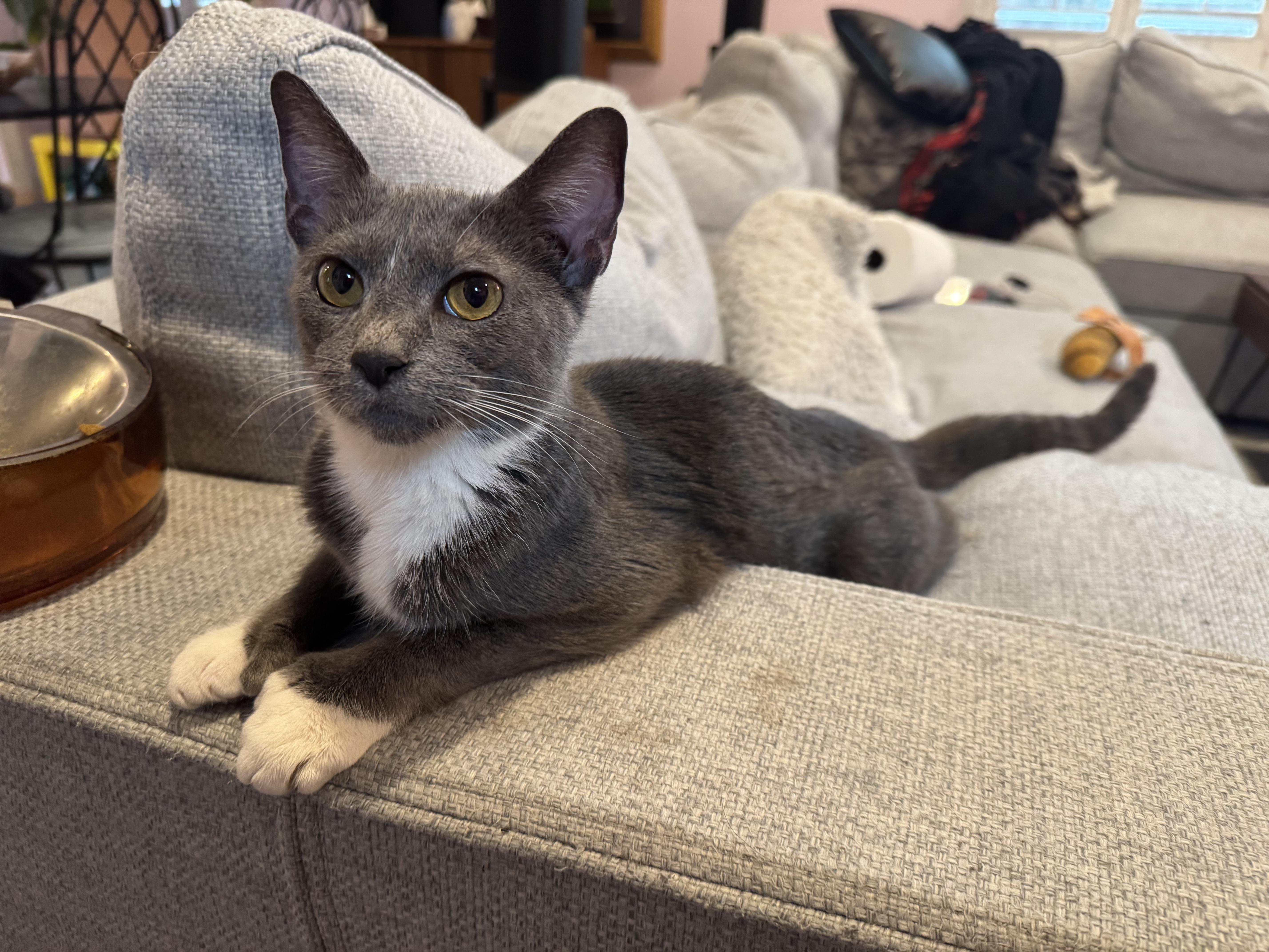 Enlarge Luna, a Adoptable mixed breed in Oakland, CA image 5/6