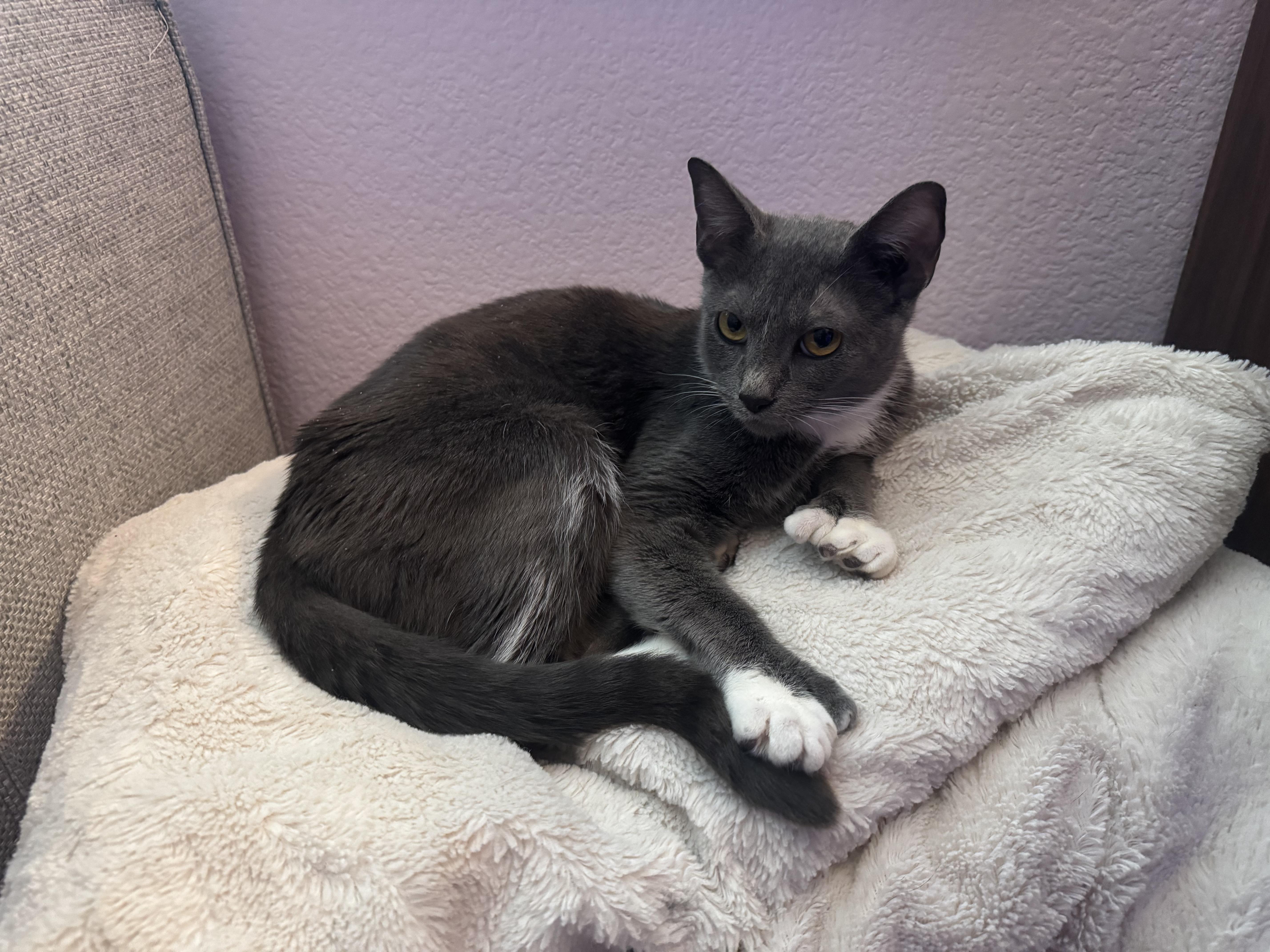 Enlarge Luna, a Adoptable mixed breed in Oakland, CA image 3/6