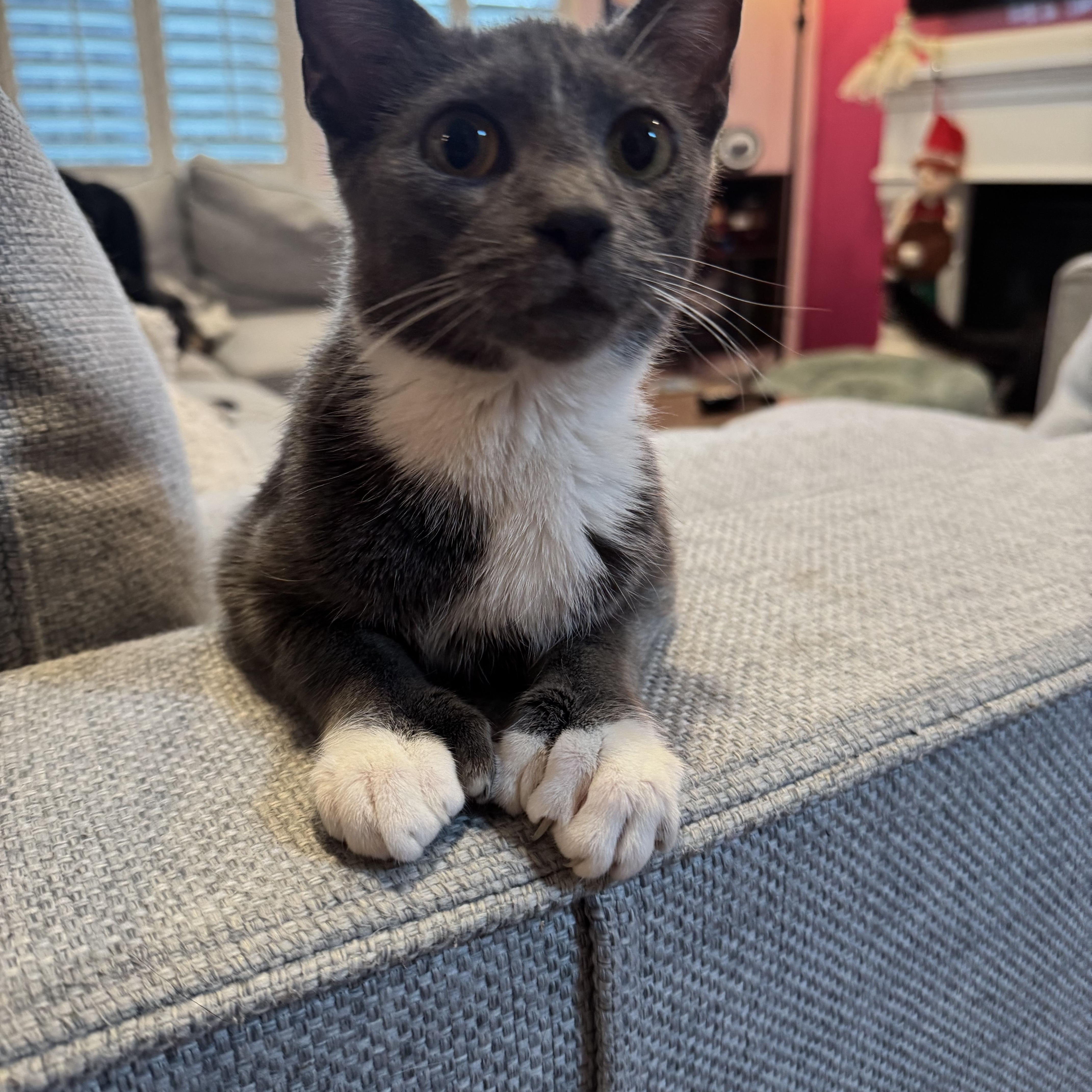 Luna, Adoptable, Adult Female Extra-Toes Cat / Hemingway Polydactyl & Domestic Short Hair.