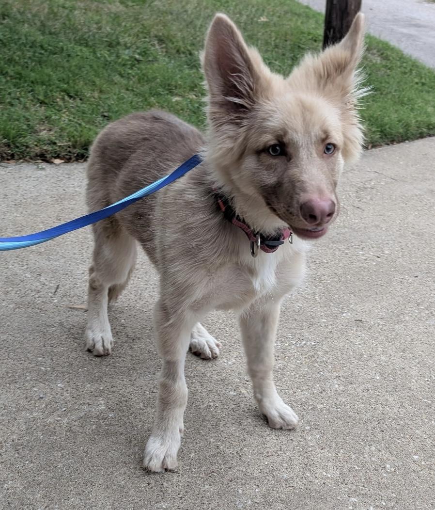 Enlarge Lizzie, an adopted German Shepherd Dog in Dallas, TX image 4/6