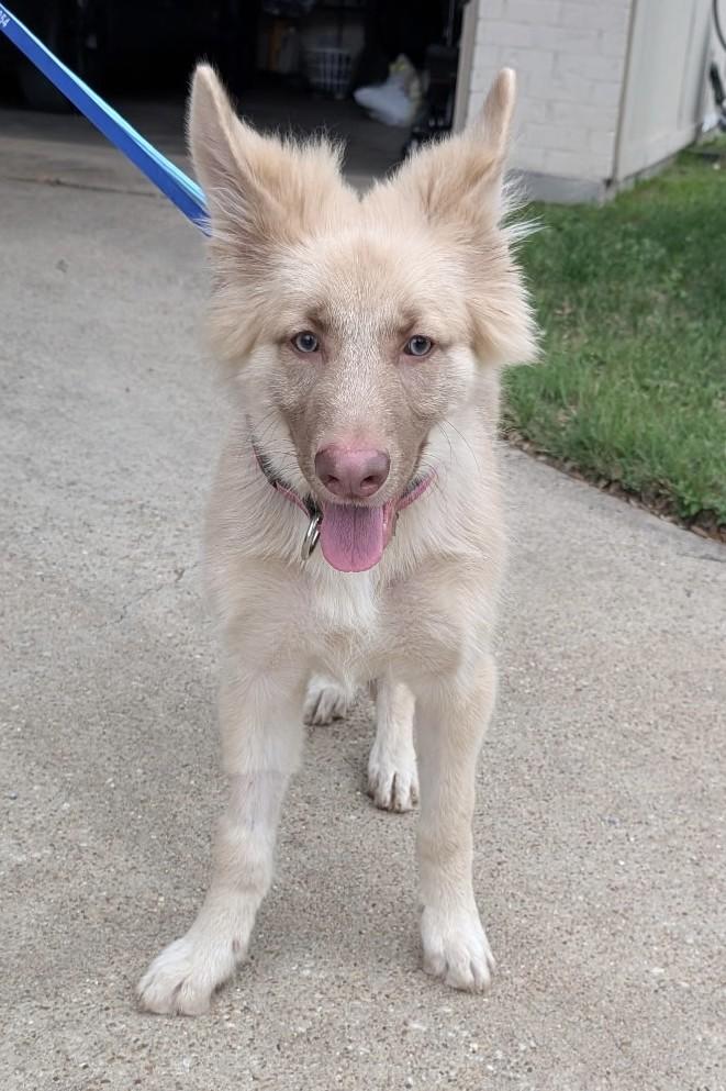 Enlarge Lizzie, an adopted German Shepherd Dog in Dallas, TX image 5/6