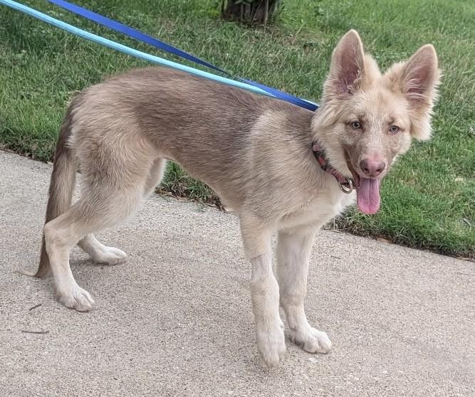 Enlarge Lizzie, an adopted German Shepherd Dog in Dallas, TX image 6/6