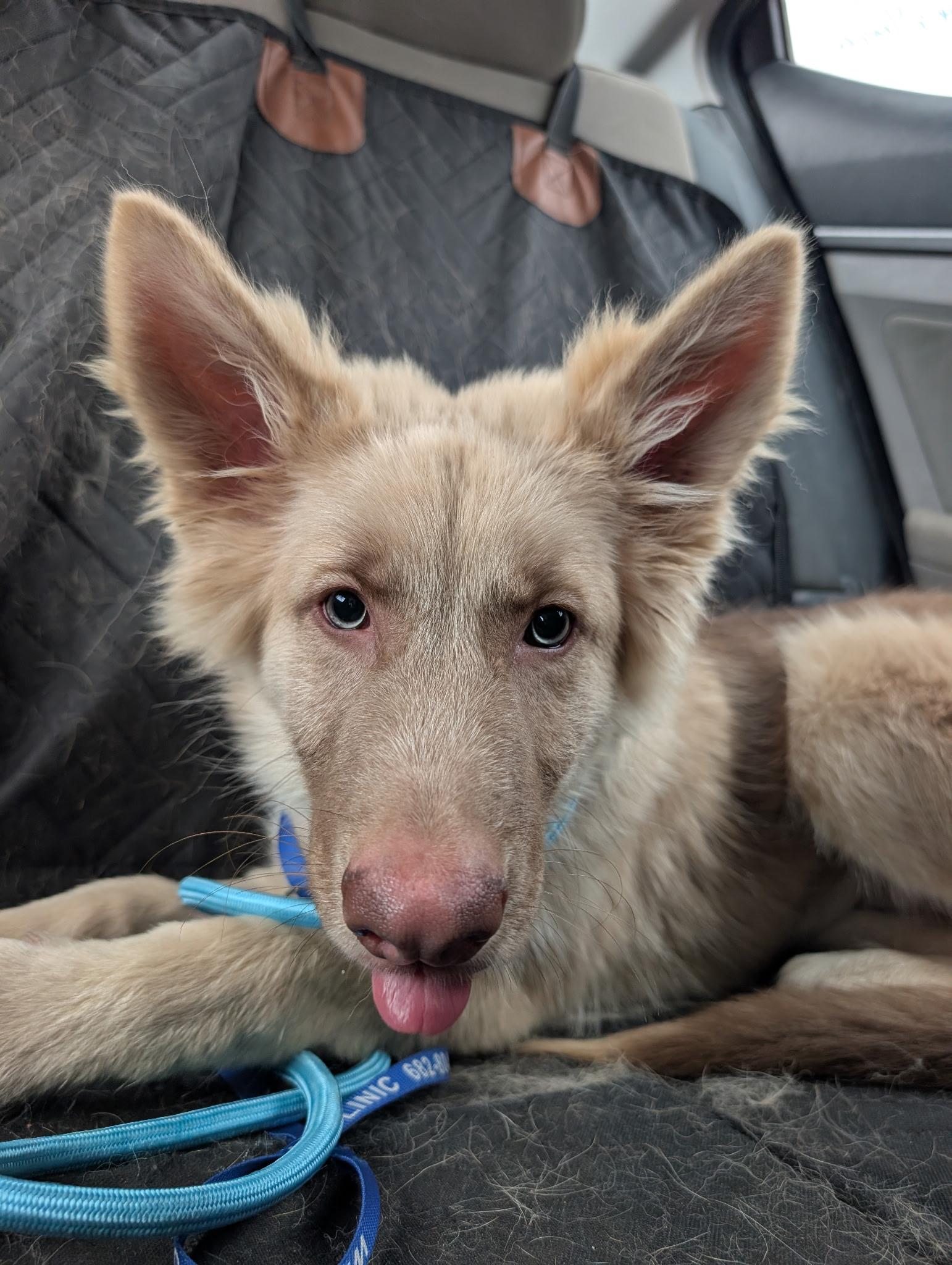 Enlarge Lizzie, an adopted German Shepherd Dog in Dallas, TX image 3/6