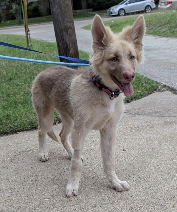 Lizzie, adopted, Young Female German Shepherd Dog.