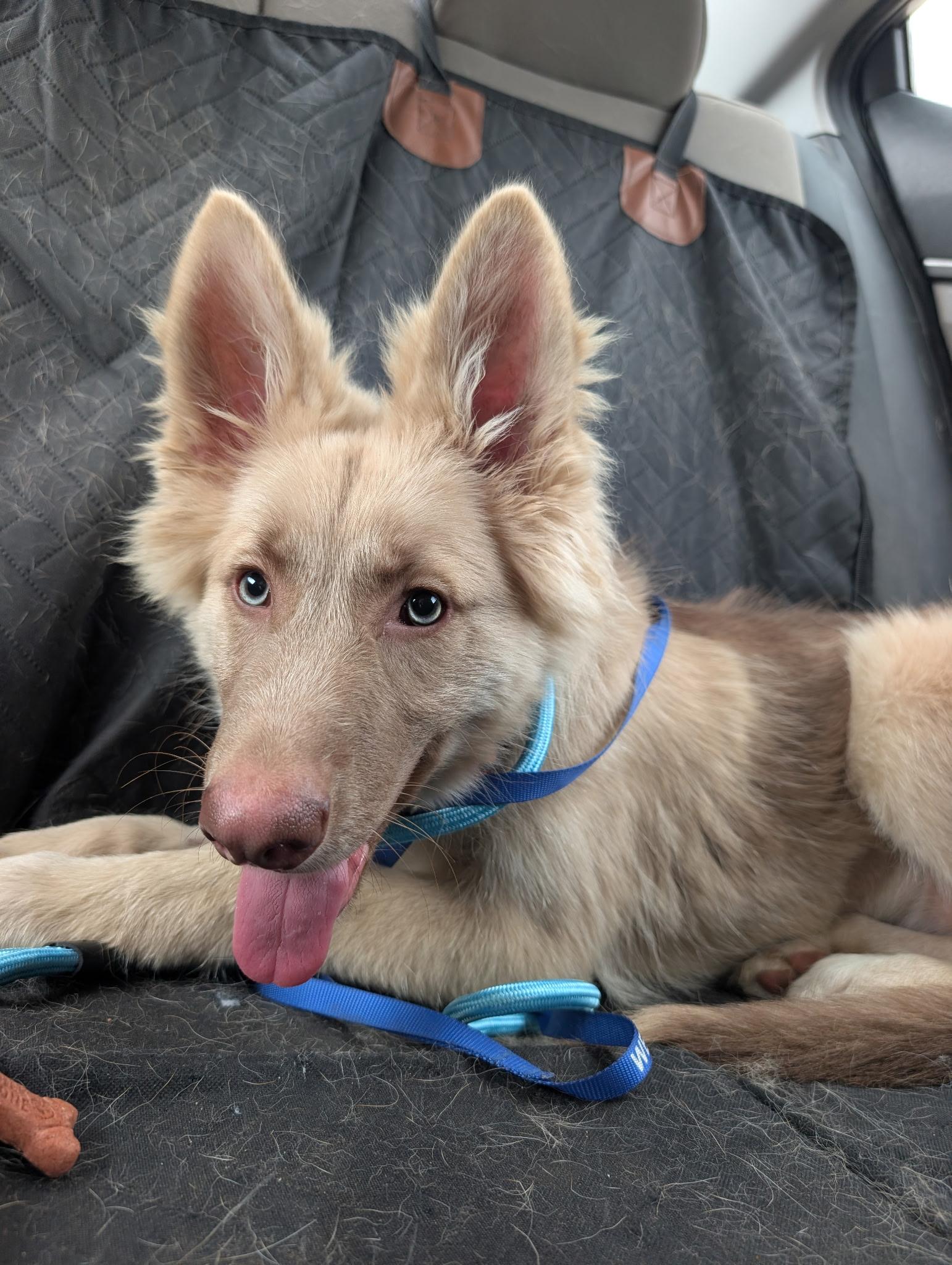 Enlarge Lizzie, an adopted German Shepherd Dog in Dallas, TX image 2/6