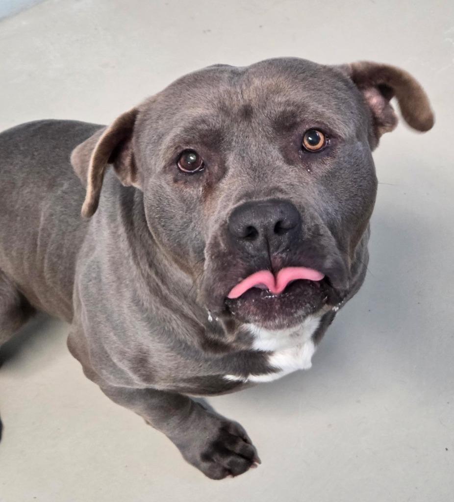 Baby Boy Blue, Adoptable, Adult Male Pit Bull Terrier.