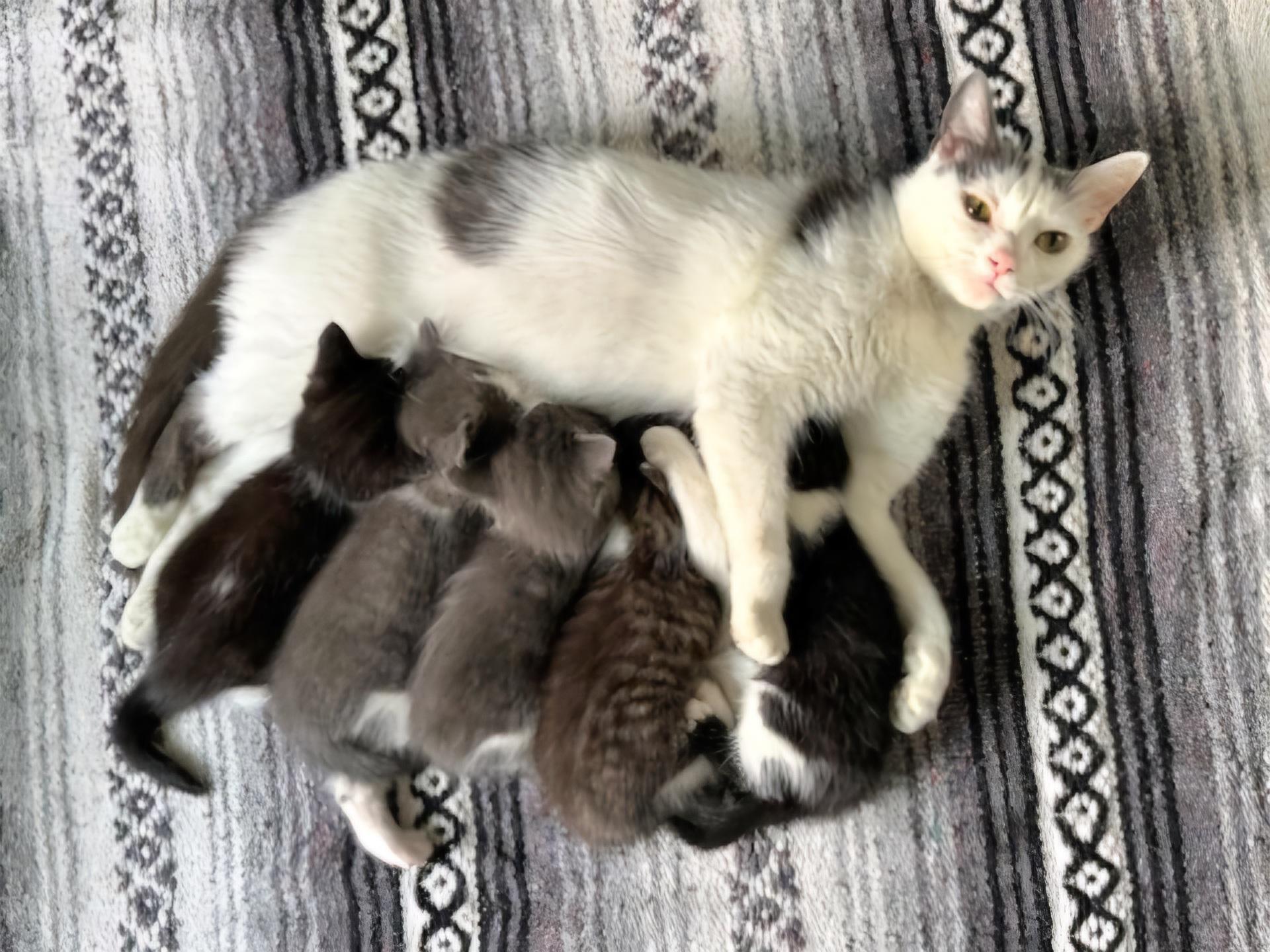 DiDi (SWEETHEART ALERT!)