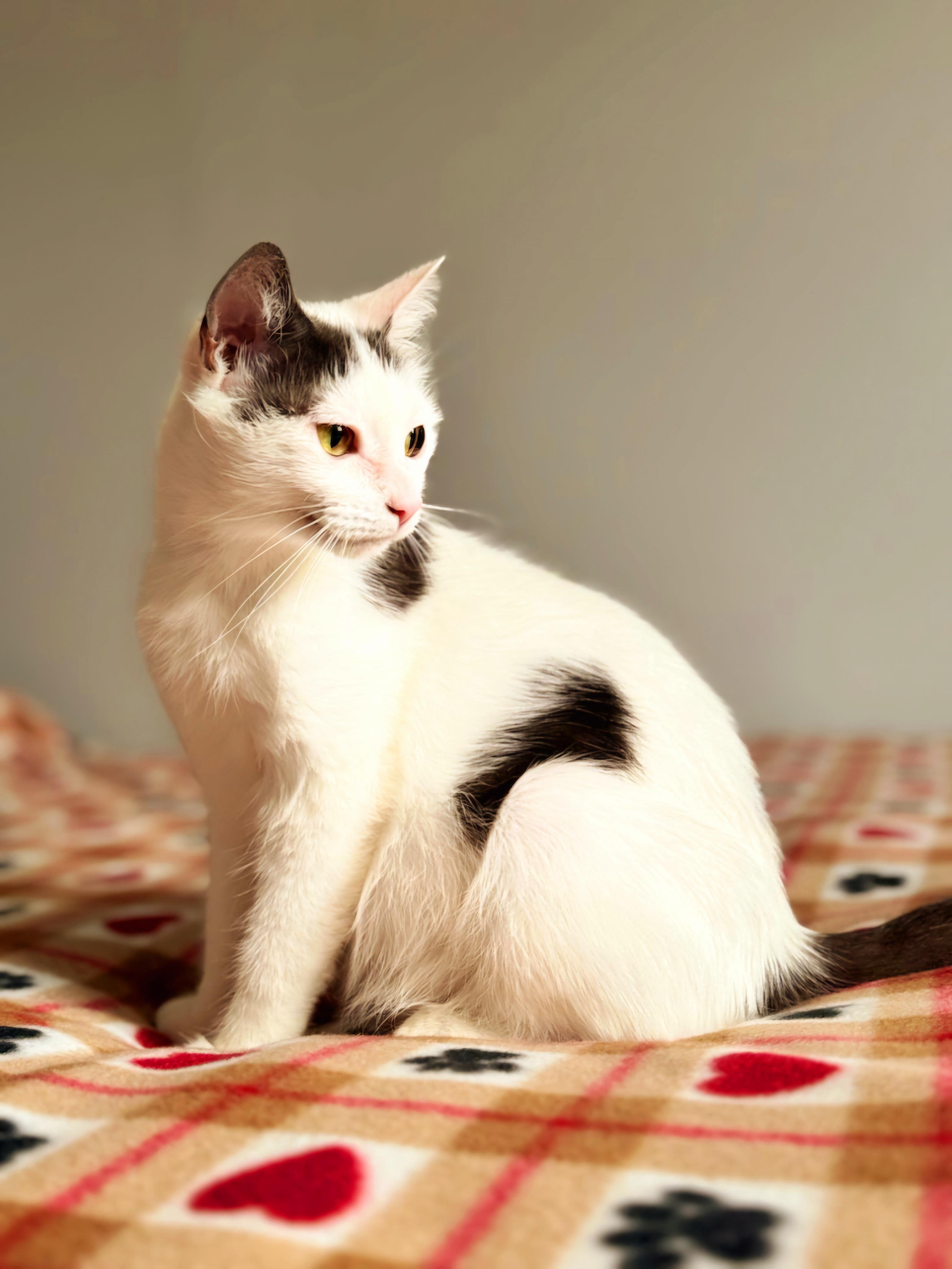 DiDi (SWEETHEART ALERT!), a Adoptable mixed breed in Rochester Hills, MI image 3/4