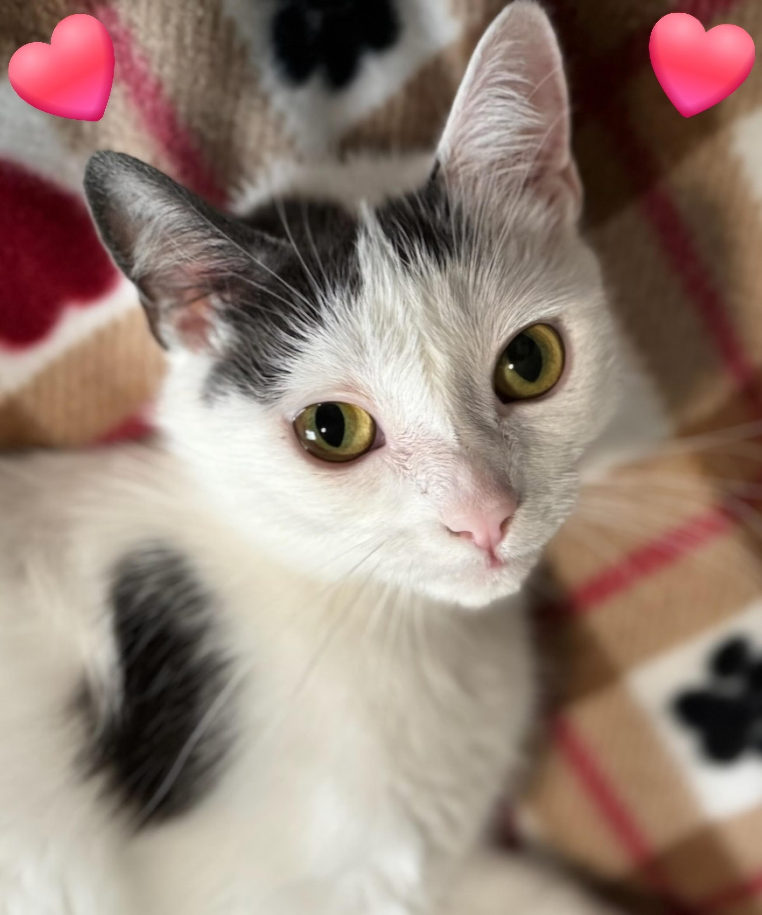 DiDi (SWEETHEART ALERT!), a Adoptable mixed breed in Rochester Hills, MI image 1/4