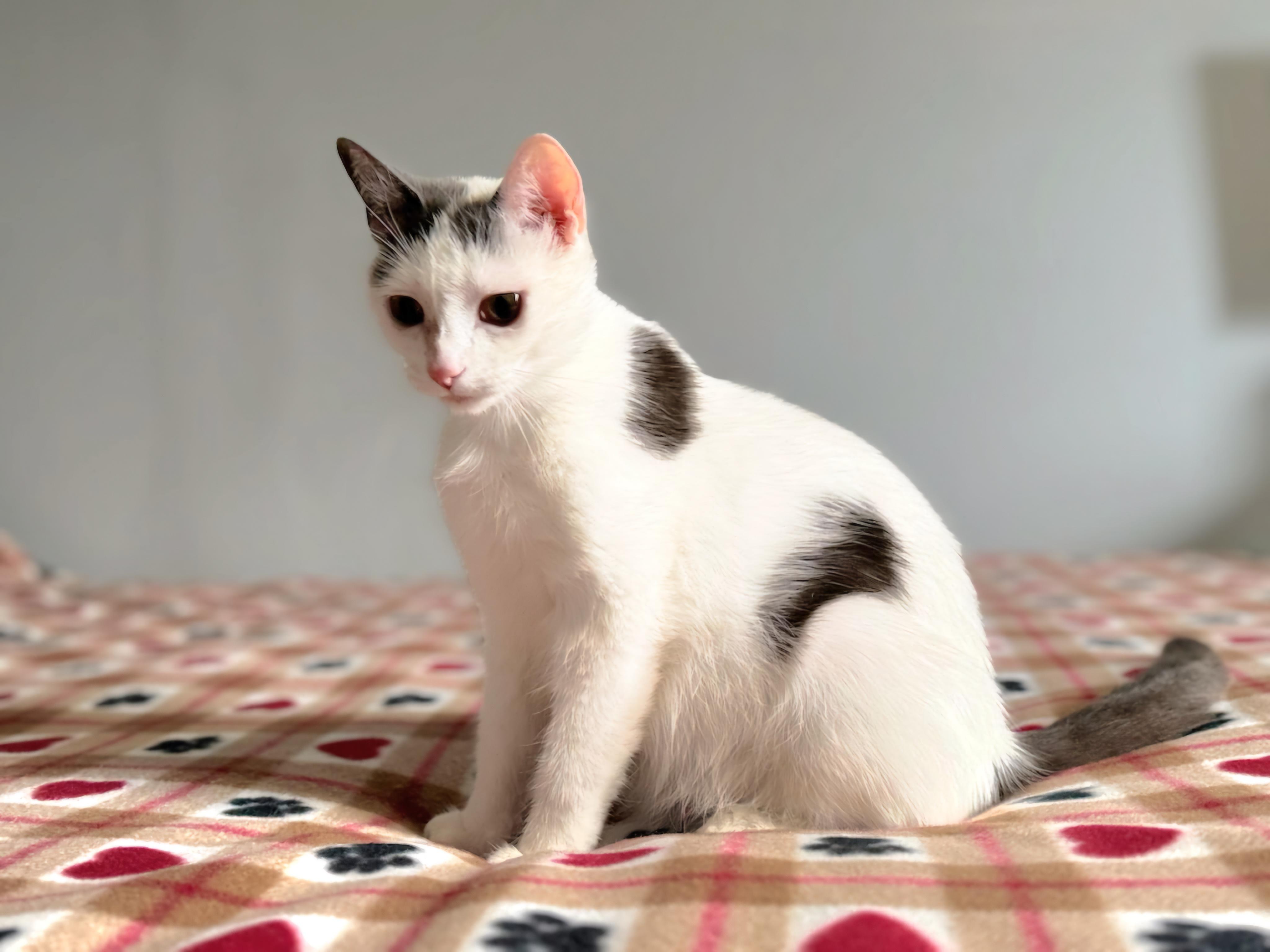 DiDi (SWEETHEART ALERT!), a Adoptable mixed breed in Rochester Hills, MI image 4/4