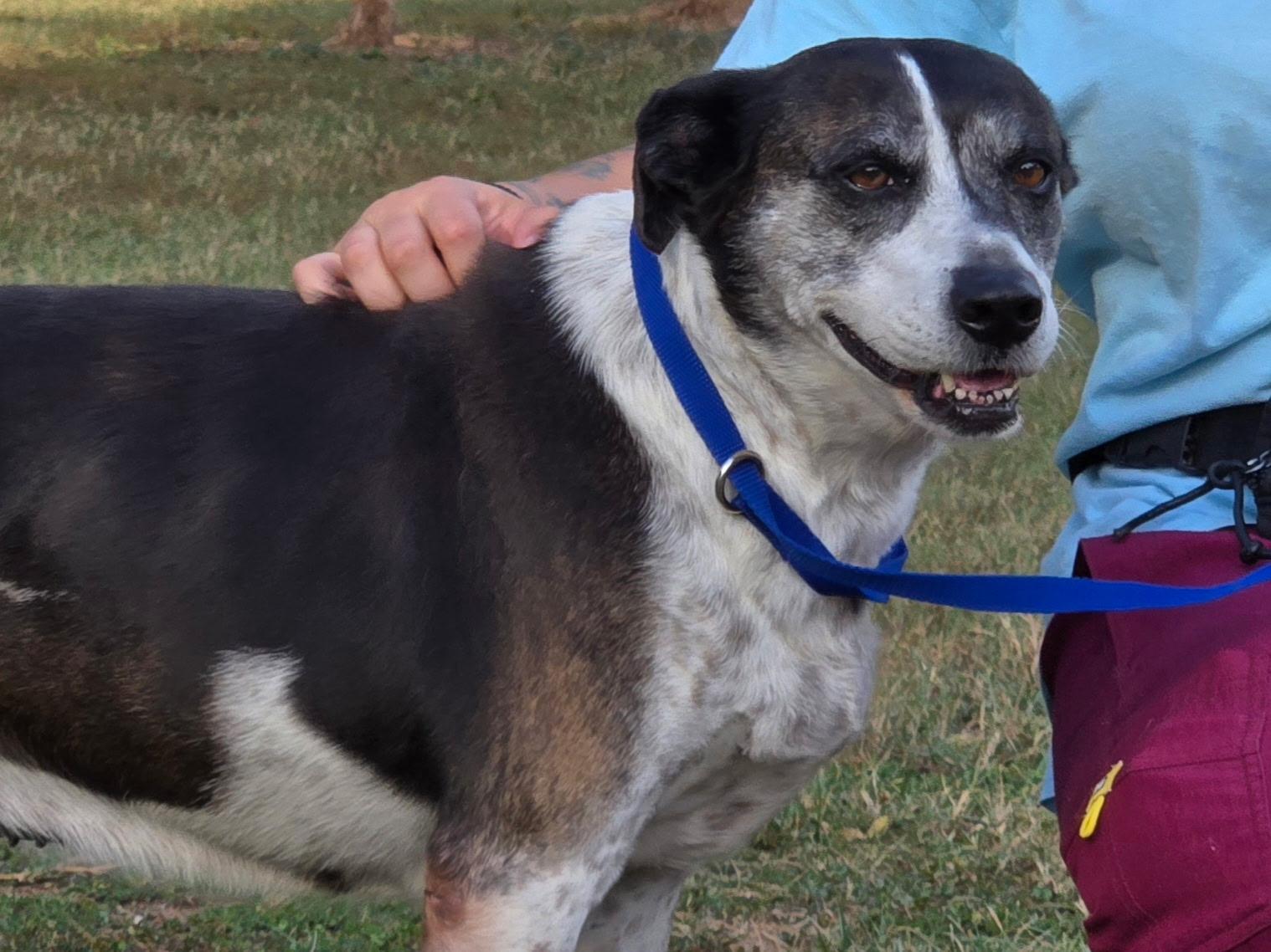Enlarge Daisy, a Adopted mixed breed in Catlett, VA image 1/3