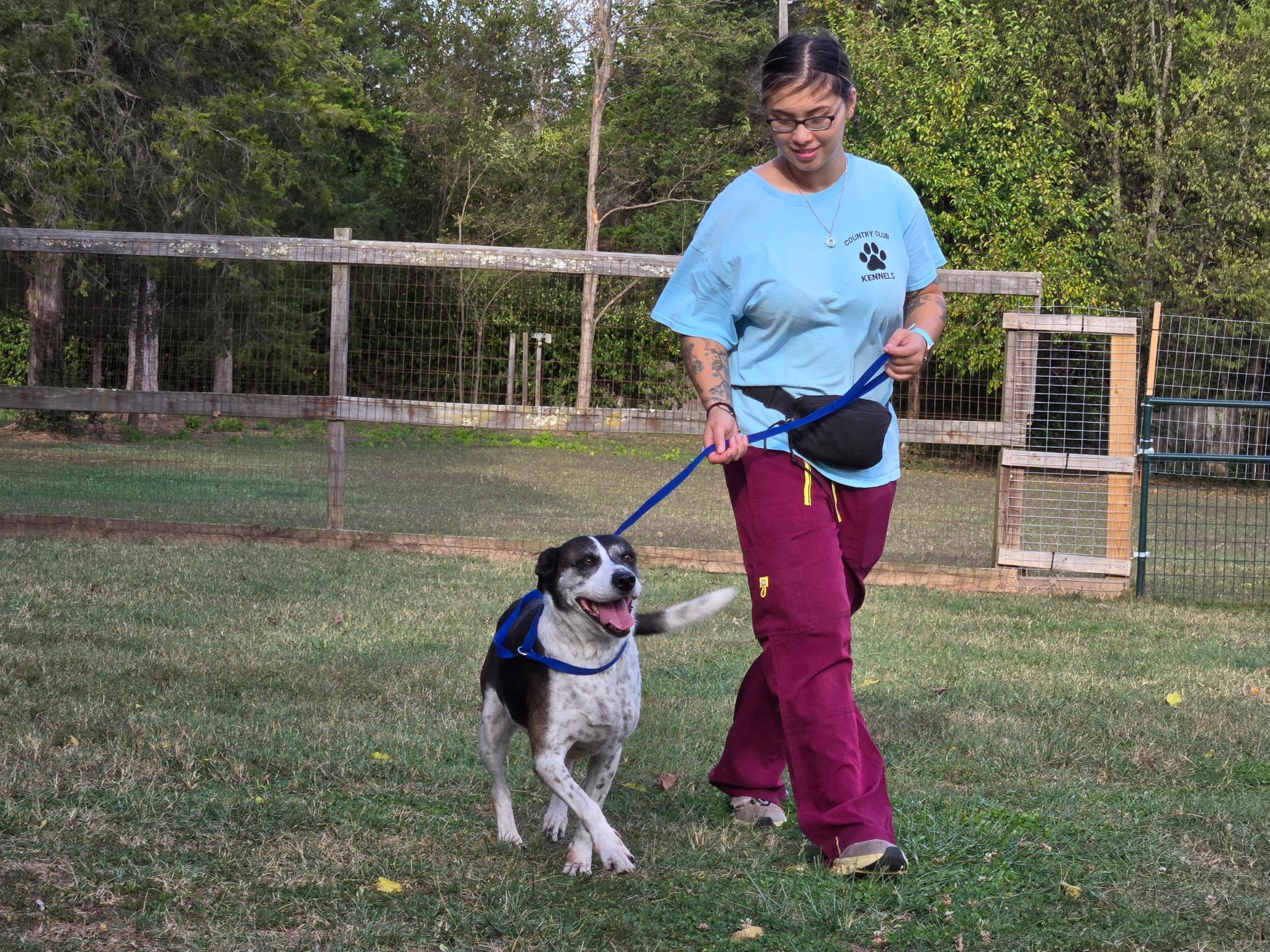 Enlarge Daisy, a Adopted mixed breed in Catlett, VA image 2/3
