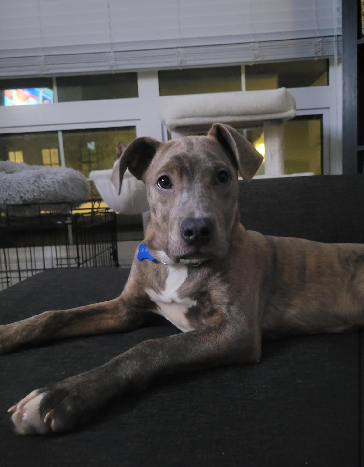 Violet, an adopted mixed breed in Vancouver, BC image 2/5