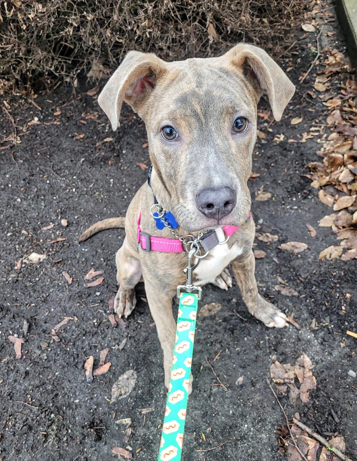 Violet, adopted, Puppy Female Terrier & Great Dane.