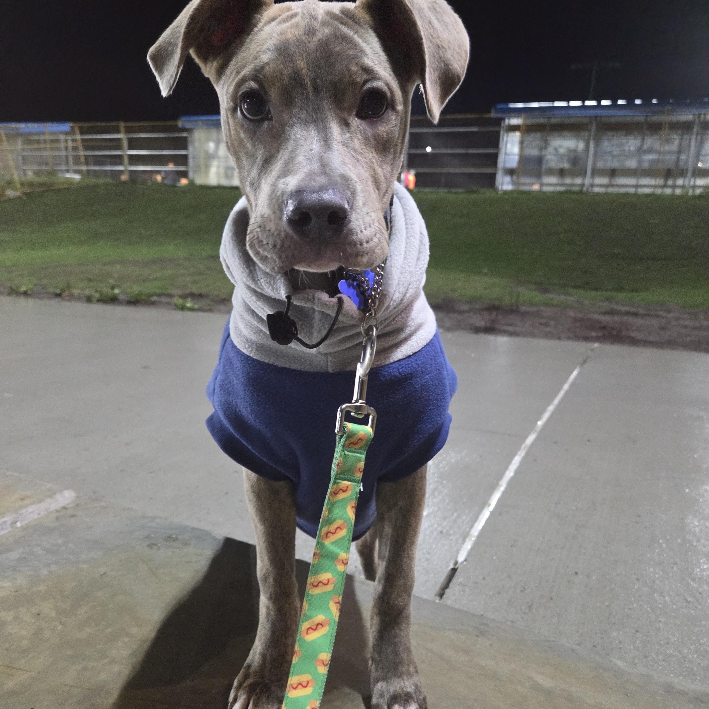 Violet, an adopted mixed breed in Vancouver, BC image 5/5