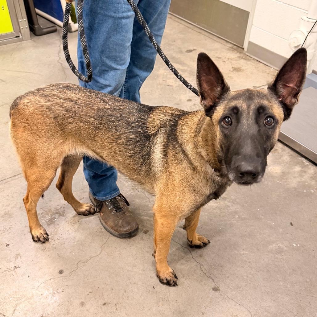 Dahlia, Adoptable, Adult Female Belgian Shepherd / Malinois & Mixed Breed.