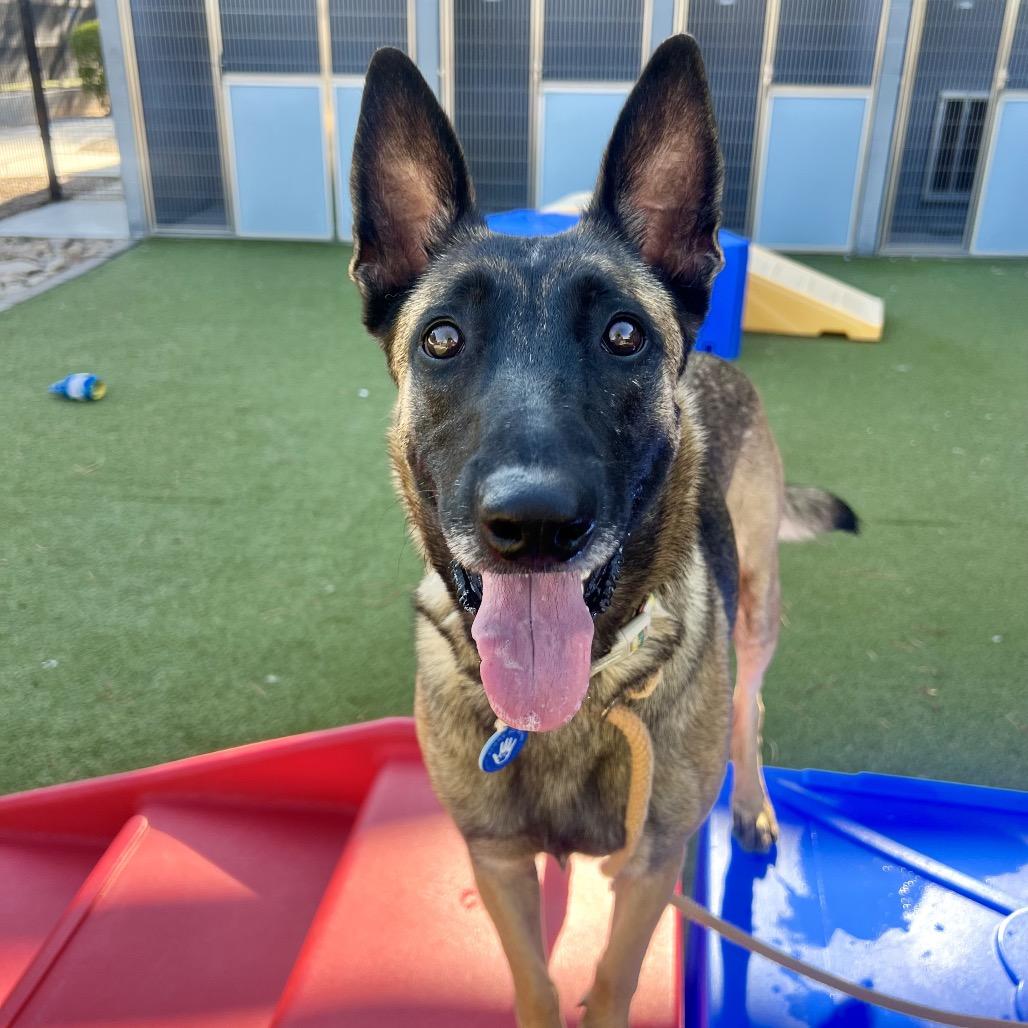 Enlarge Dahlia, a Adoptable mixed breed in Apache Junction, AZ image 2/6
