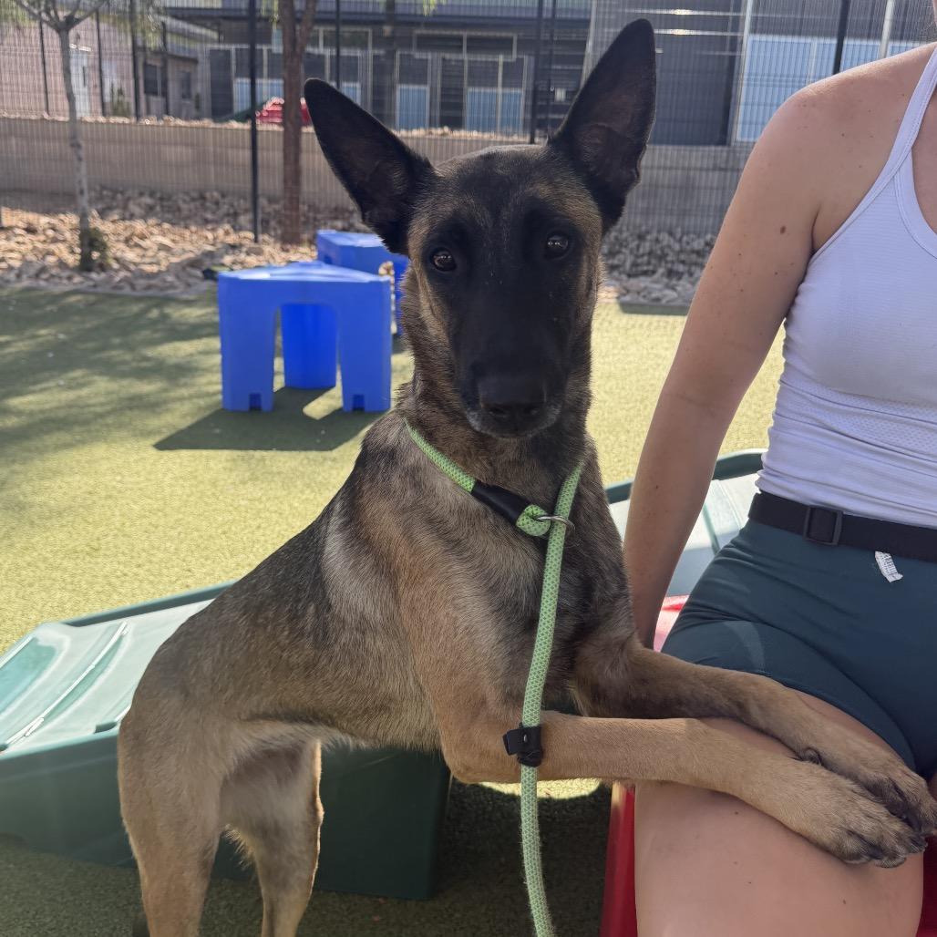 Enlarge Dahlia, a Adoptable mixed breed in Apache Junction, AZ image 3/6