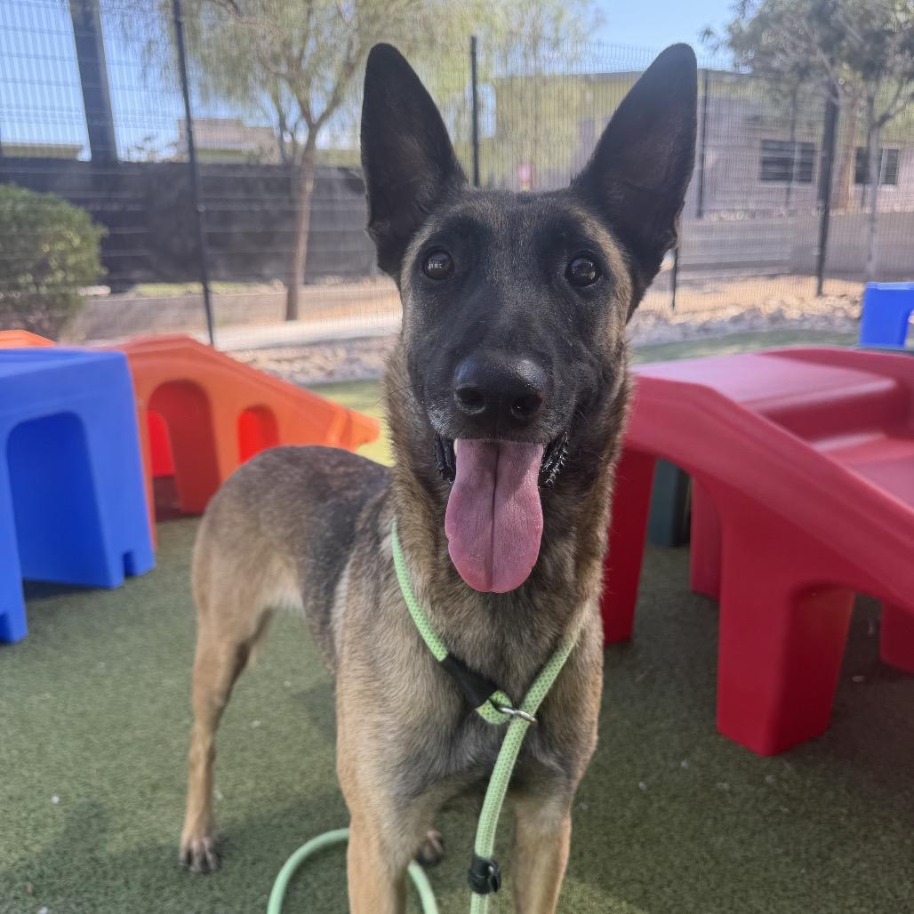 Enlarge Dahlia, a Adoptable mixed breed in Apache Junction, AZ image 4/6