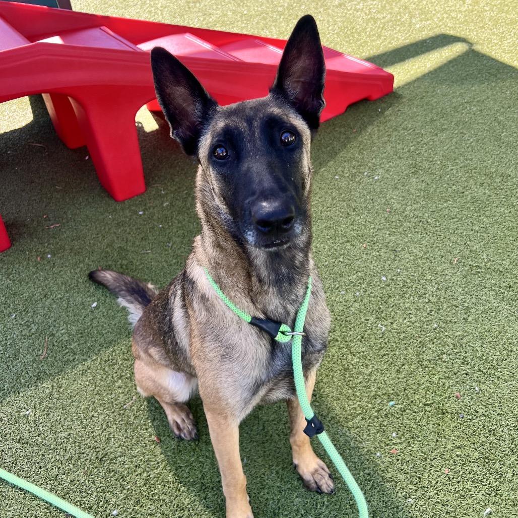Enlarge Dahlia, a Adoptable mixed breed in Apache Junction, AZ image 5/6