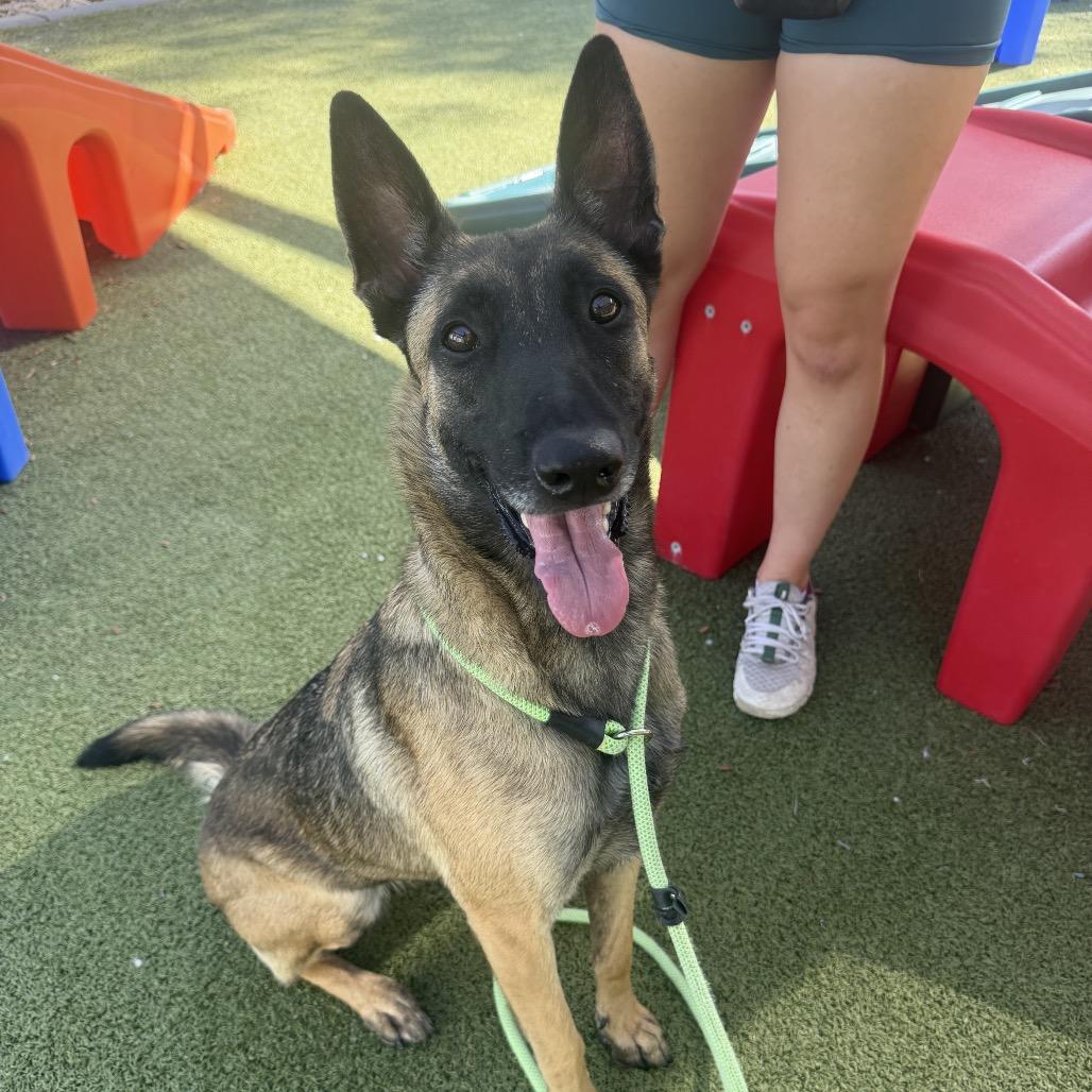 Enlarge Dahlia, a Adoptable mixed breed in Apache Junction, AZ image 6/6