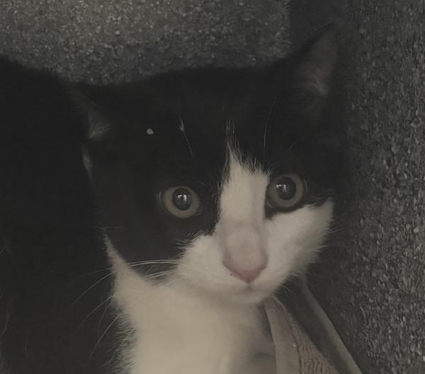 Rainier, Adoptable, Kitten Female Domestic Short Hair.