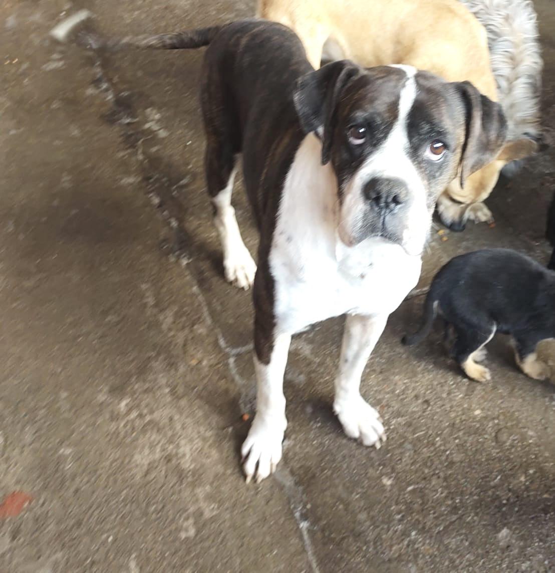CHATA, Adult Female unknown