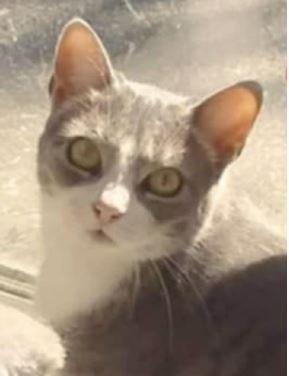 Pretzel, a ADOPTABLE Domestic Short Hair in Pickering, ON image 2/3