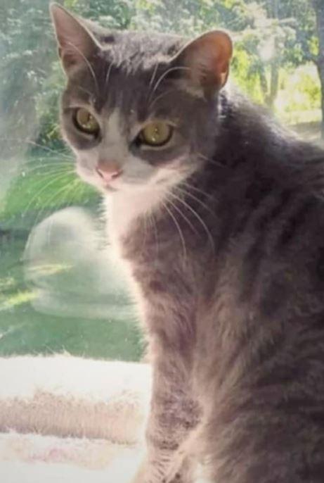 Pretzel, a ADOPTABLE Domestic Short Hair in Pickering, ON image 3/3