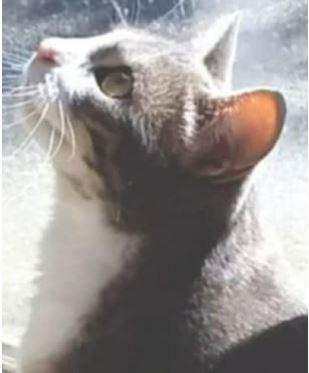 Pretzel, a ADOPTABLE Domestic Short Hair in Pickering, ON image 1/3