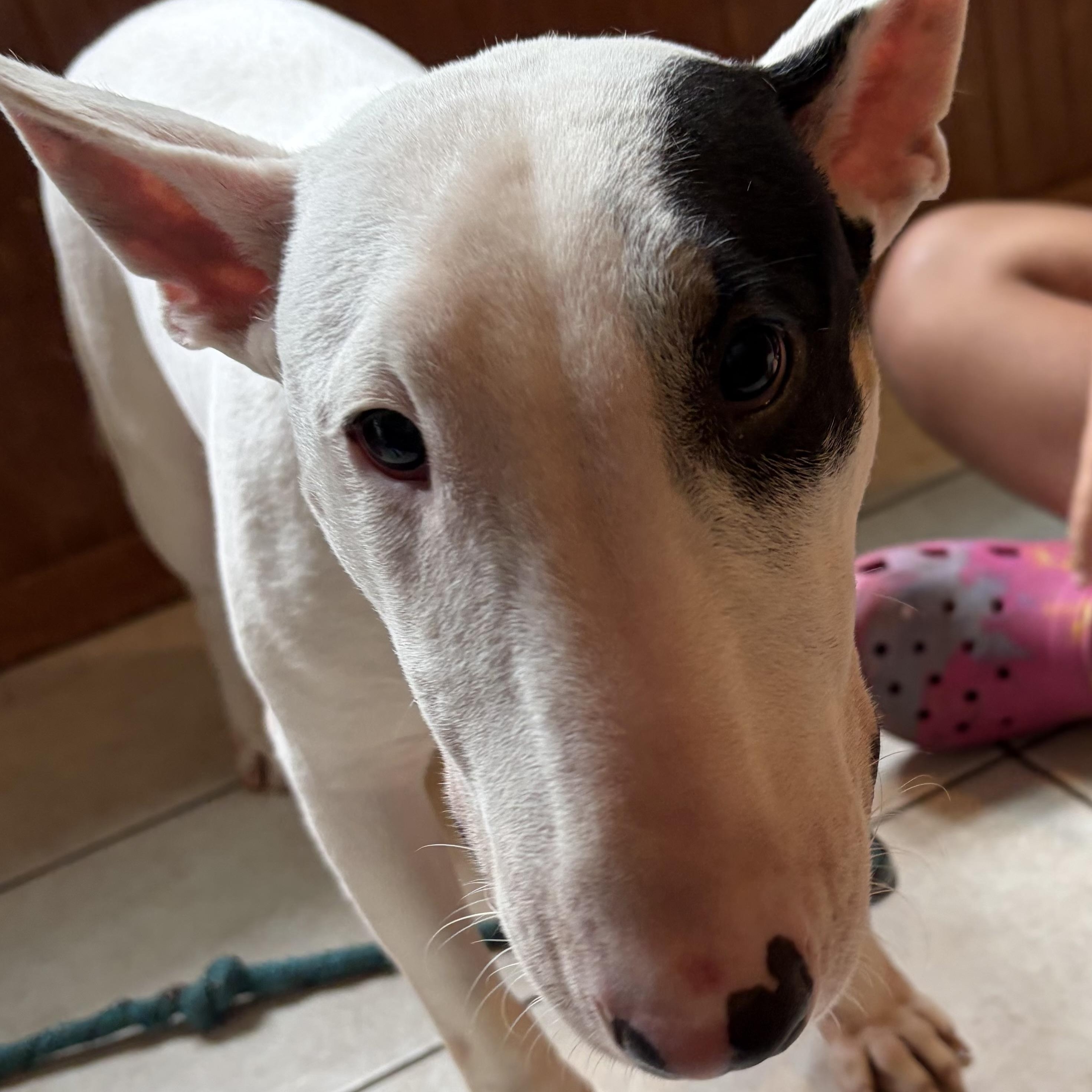 Nikki, an adopted Bull Terrier in AQUEBOGUE, NY image 3/3