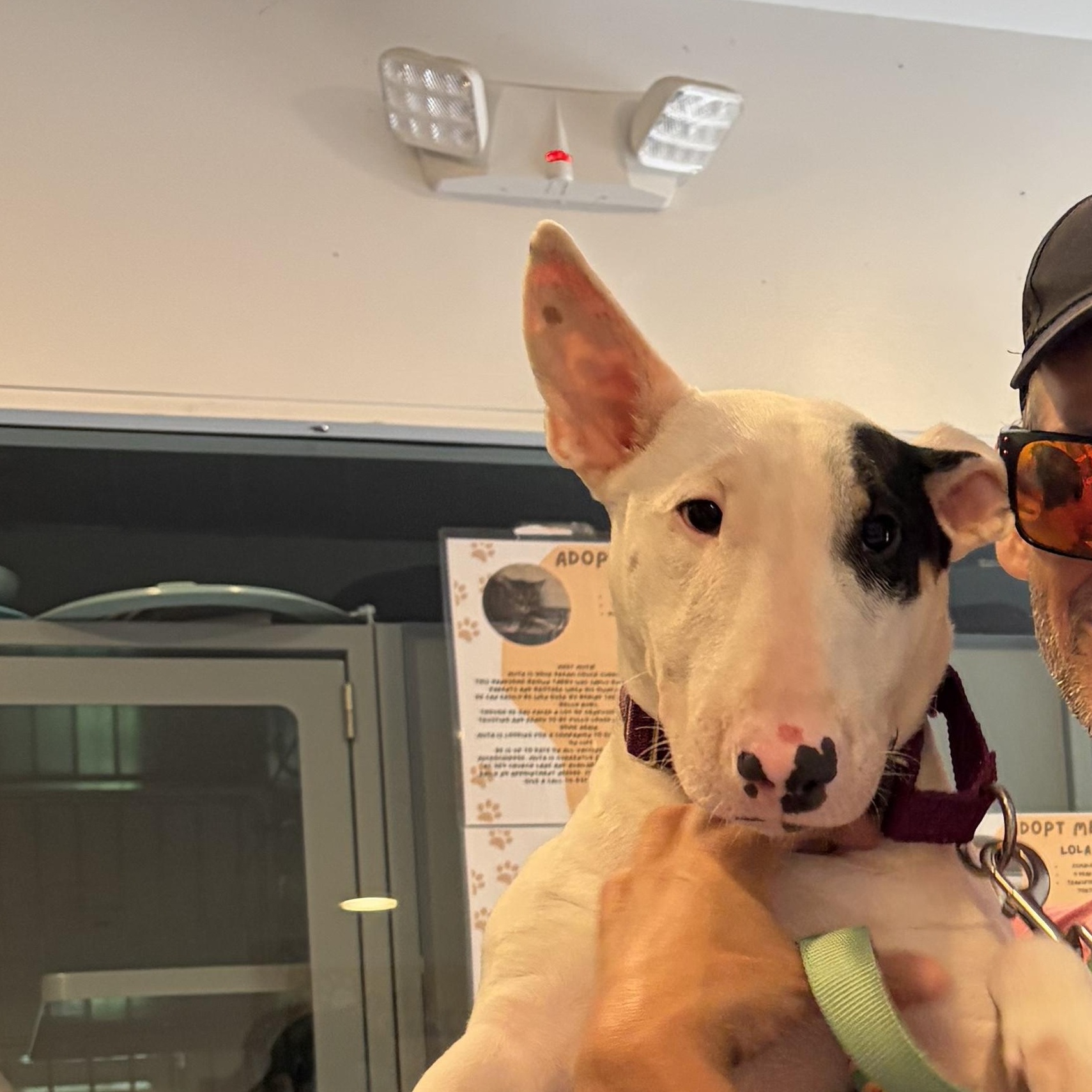 Nikki, an adopted Bull Terrier in AQUEBOGUE, NY image 2/3