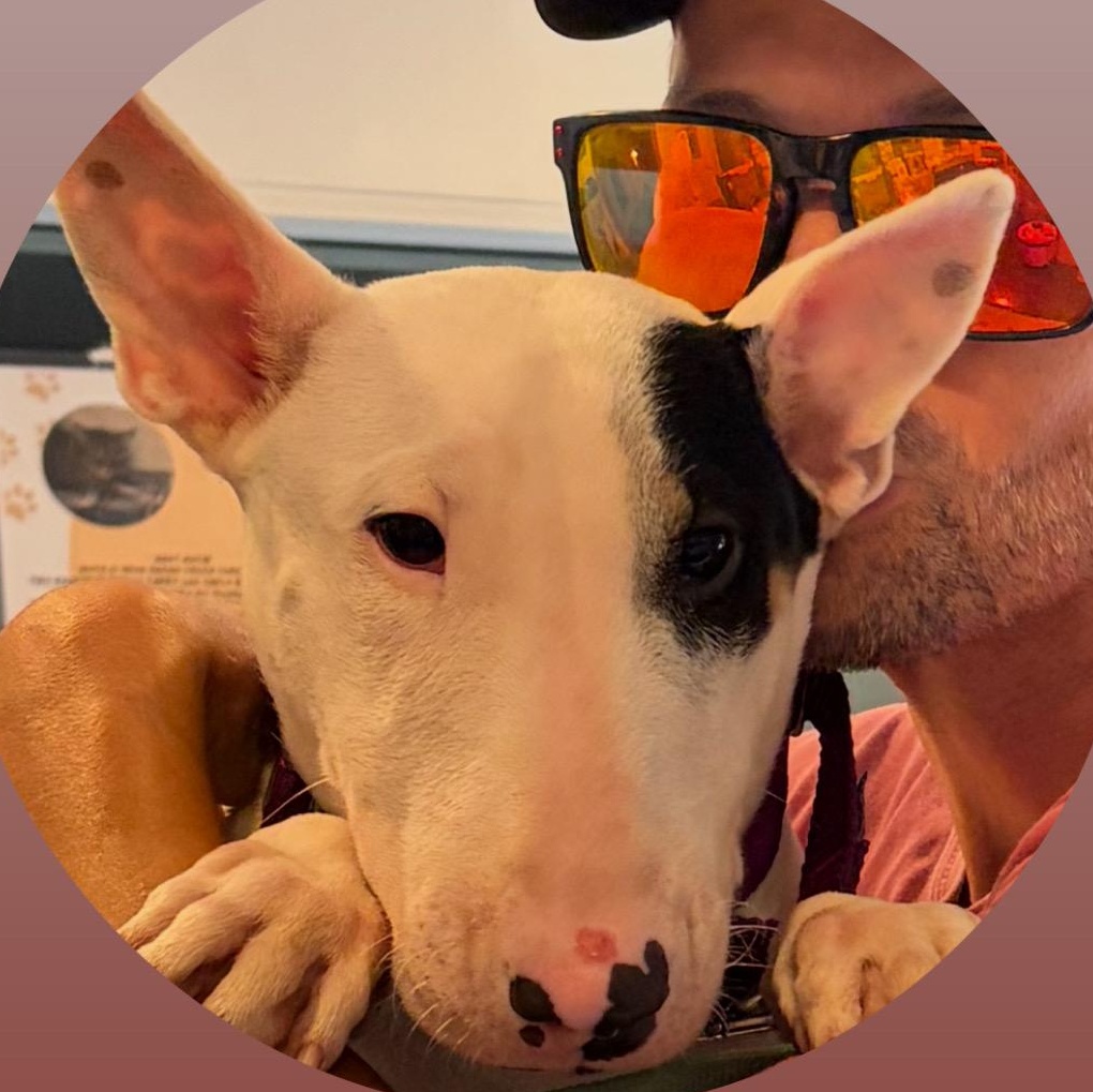 Nikki, adopted, Puppy Female Bull Terrier.