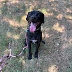 Knight, Adoptable, Young Male Labrador Retriever.