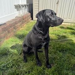 Enlarge Knight, a Adoptable mixed breed in Manhasset, NY image 5/6