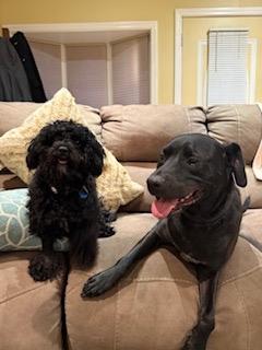 Enlarge Knight, a Adoptable mixed breed in Manhasset, NY image 2/6