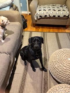 Enlarge Knight, a Adoptable mixed breed in Manhasset, NY image 6/6