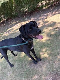 Enlarge Knight, a Adoptable mixed breed in Manhasset, NY image 3/6