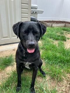 Enlarge Knight, a Adoptable mixed breed in Manhasset, NY image 4/6