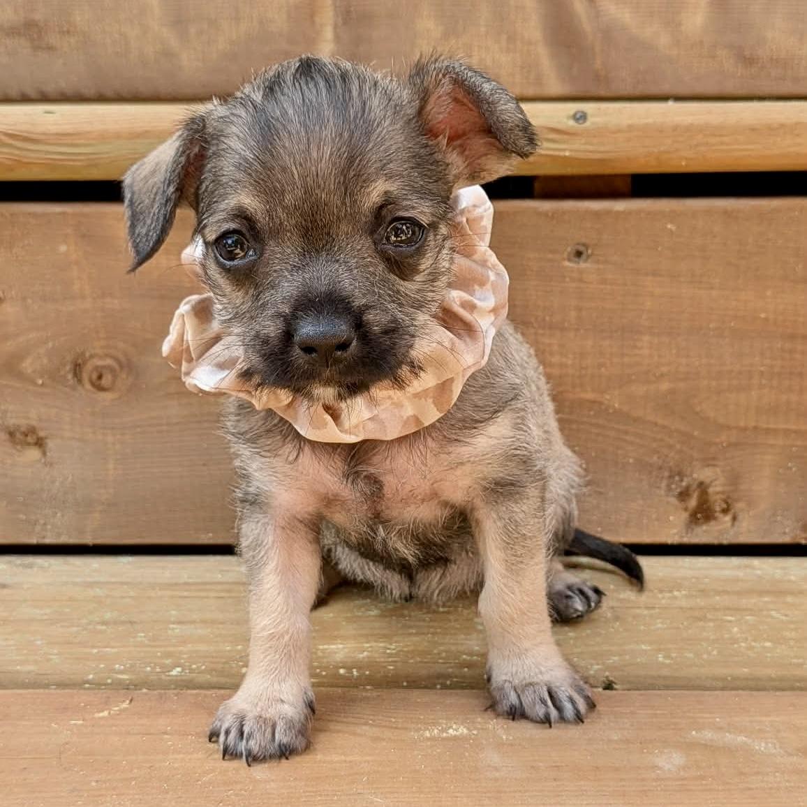 Mocha, adopted, Puppy Female Chihuahua.