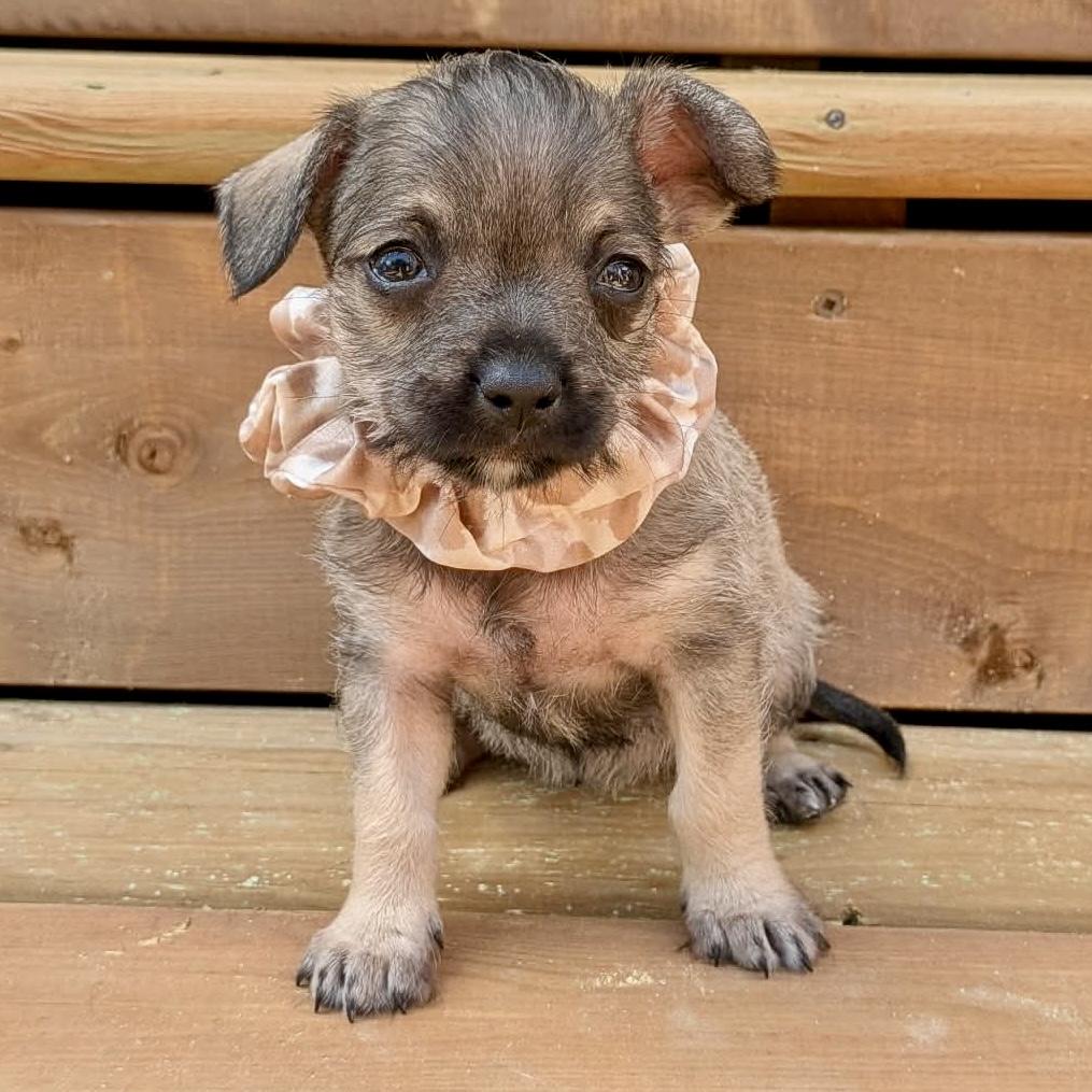 Mocha, an adopted mixed breed in St Catharines, ON image 4/5